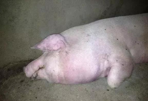 母猪突然低温不食是怎么回事,母猪低温不食的治疗方法有哪些