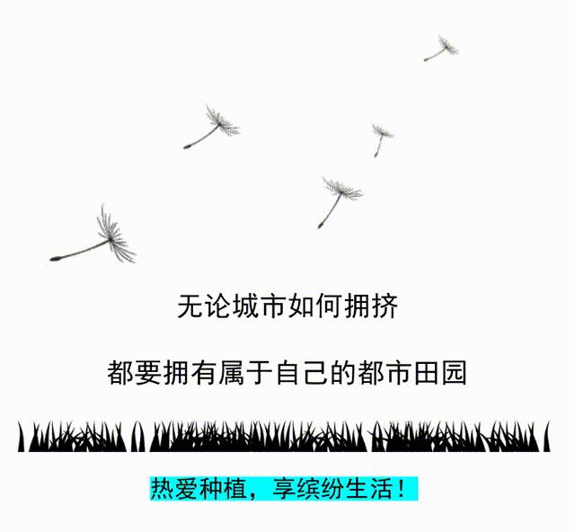 可口多汁的树莓,树莓什么品种好吃又好种