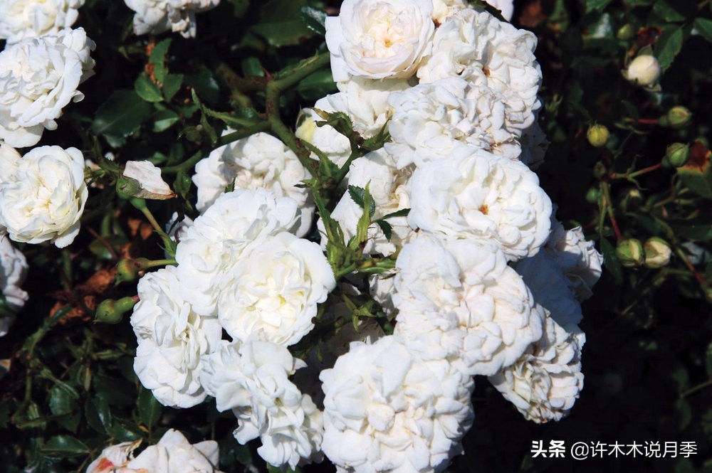 月季品种大全大图欣赏,美到窒息的月季品种图片