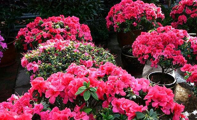 家中植物不开花用营养土可以吗,营养土哪种最好养