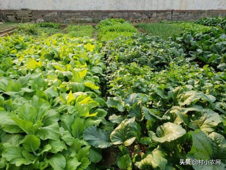 适合农村创业的最新致富项目,8个农村创业致富项目是什么