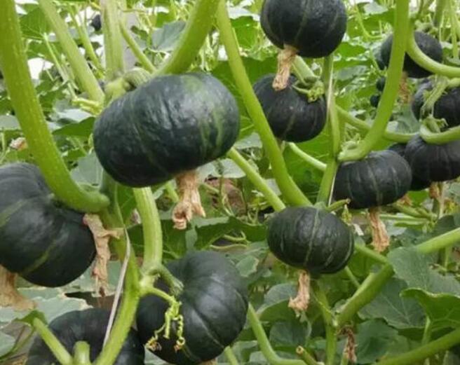 它源自于国外,味道似板栗,8毛一斤,8月正当季,您吃过吗