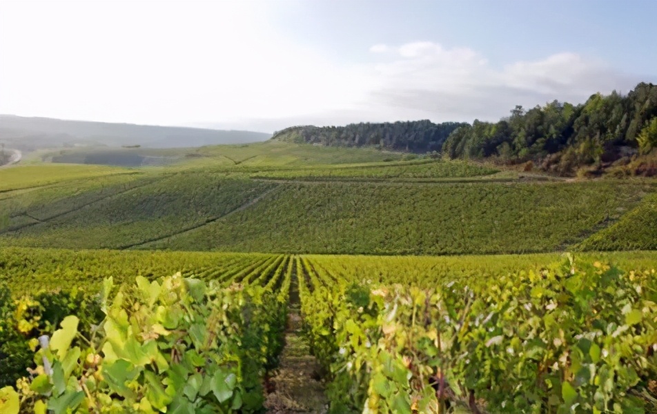 南非葡萄酒产区分布图,南非酒世界