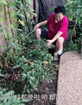 中国丈母娘把女婿花园改造成菜园,中国丈母娘改花园
