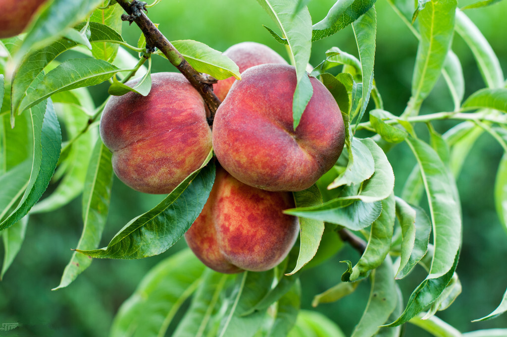 怎么区分黄桃和普通桃子,桃子怎么挑才是最甜的桃