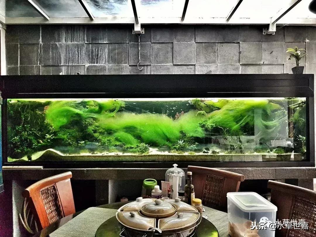 草缸常见10种藻类的解决方法,草缸藻类生物防治方法