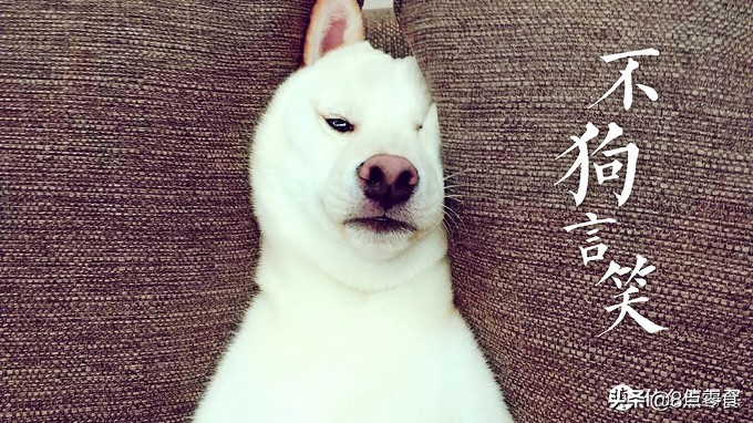 柴犬狗粮推荐掉毛多,柴犬狗粮推荐长肉