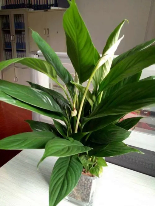 从各个角度解析“一帆风顺”的生长历程