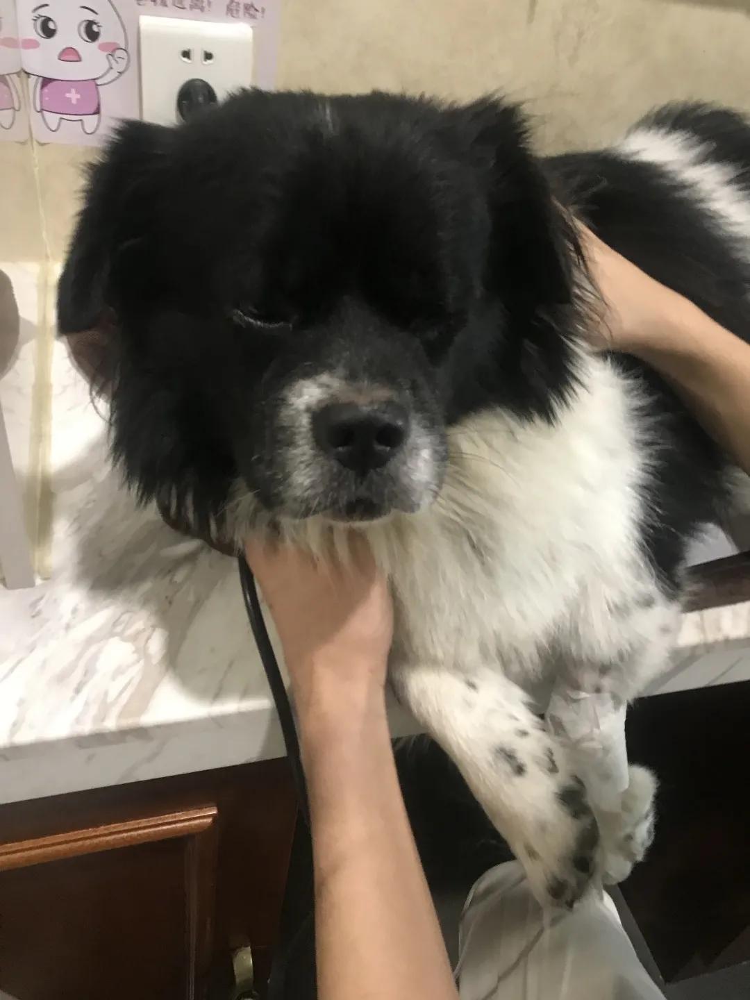 如果狗狗不慎被咬伤，作为家长该怎么办？