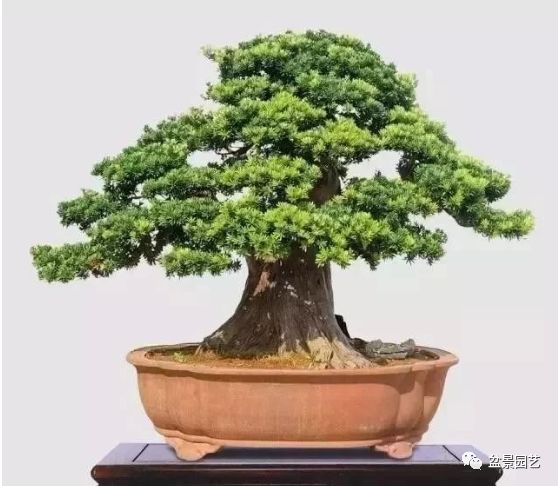 48种绝世盆景,绝世惊艳之作