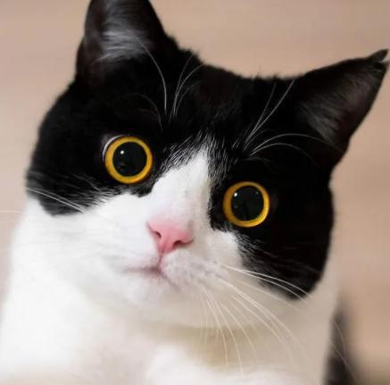 有这几个特征的猫咪真的值得养,哪些猫咪比较好养并且忠诚呢