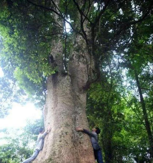 金丝楠木是什么树,10年金丝楠木树