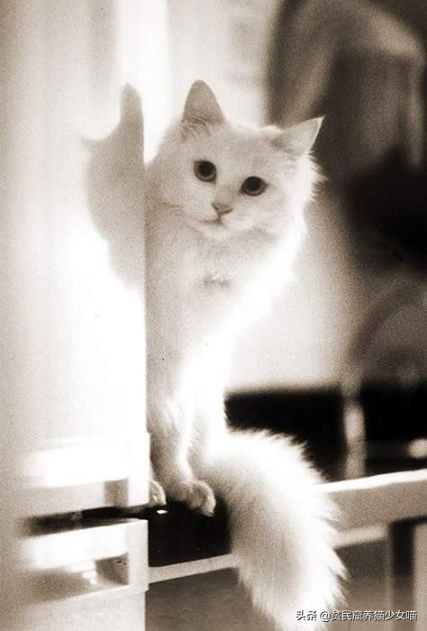 猫应该怎么抱才不会跑也不会咬人,你抱猫咪的方法正确吗