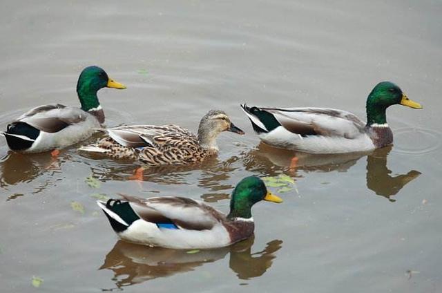 经济动物怎么饲养,饲养哪些动物可以赚钱