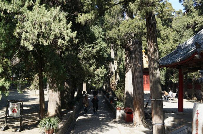 孔林是最大的氏族墓地吗,孔林最大墓葬群