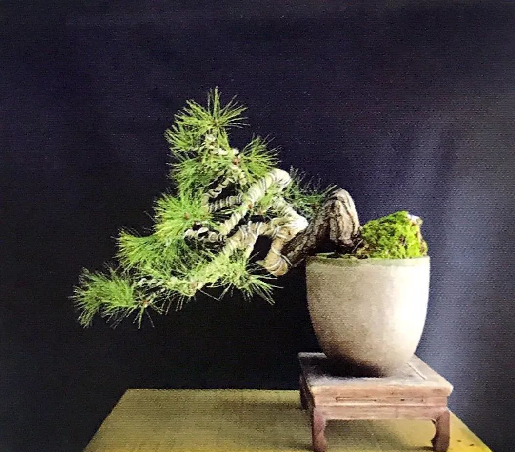 盆景枝条拿弯最实用的6大技巧,盆景树如何弯曲