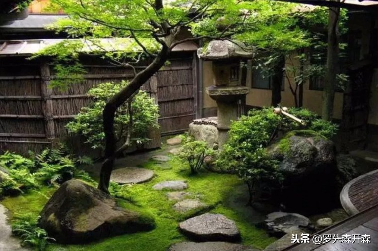 景观木庭院,日式庭院景观树高端大气上档次