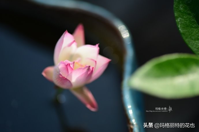 碗莲种子种植步骤及注意事项,碗莲种植方法超简单的快来看看吧