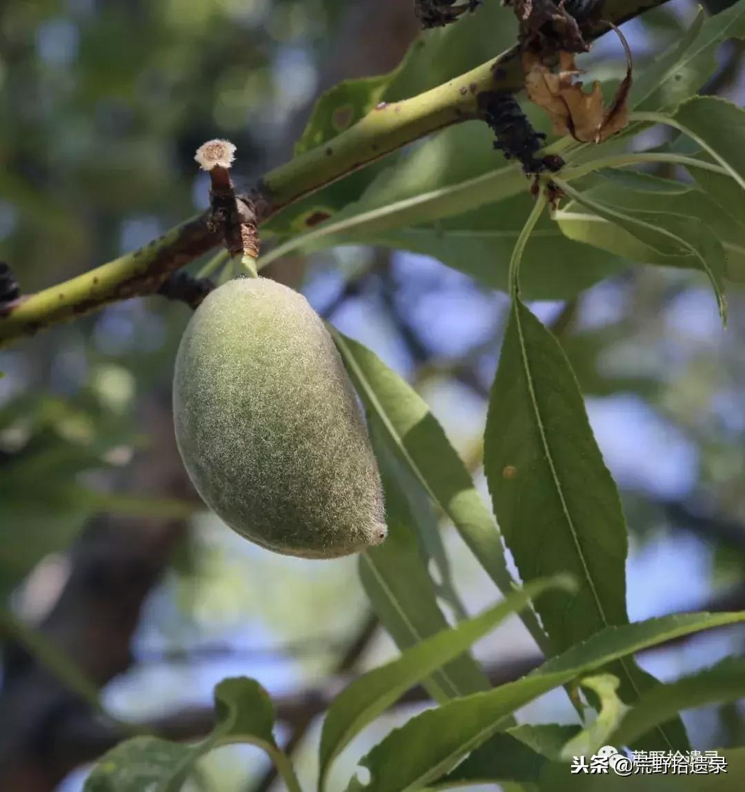新疆巴旦木历史,巴旦木的前世今生