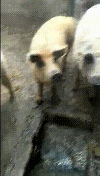 喜欢很久的小哥哥,喜欢了很久的小哥哥