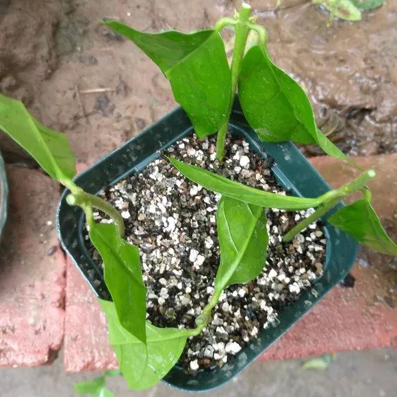 买了老桩绣球怎么办,老桩一般要养多久才会开花