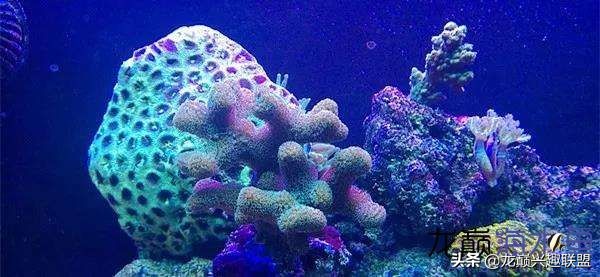 看完别笑,都陪我哭!新人下海开缸的血泪史