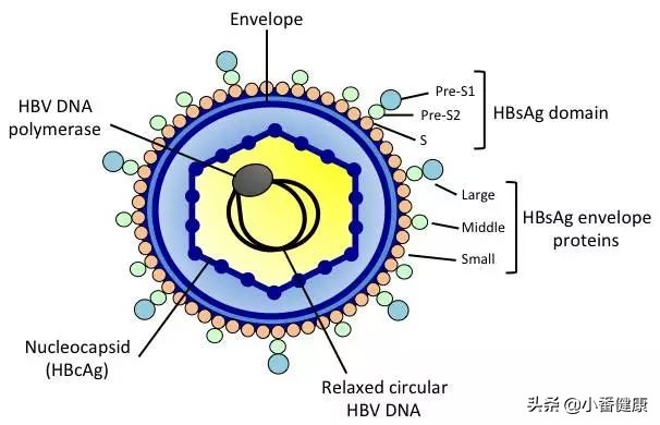 乙肝小三阳肝功能正常体检能过吗,乙肝小三阳肝功能正常算肝病吗