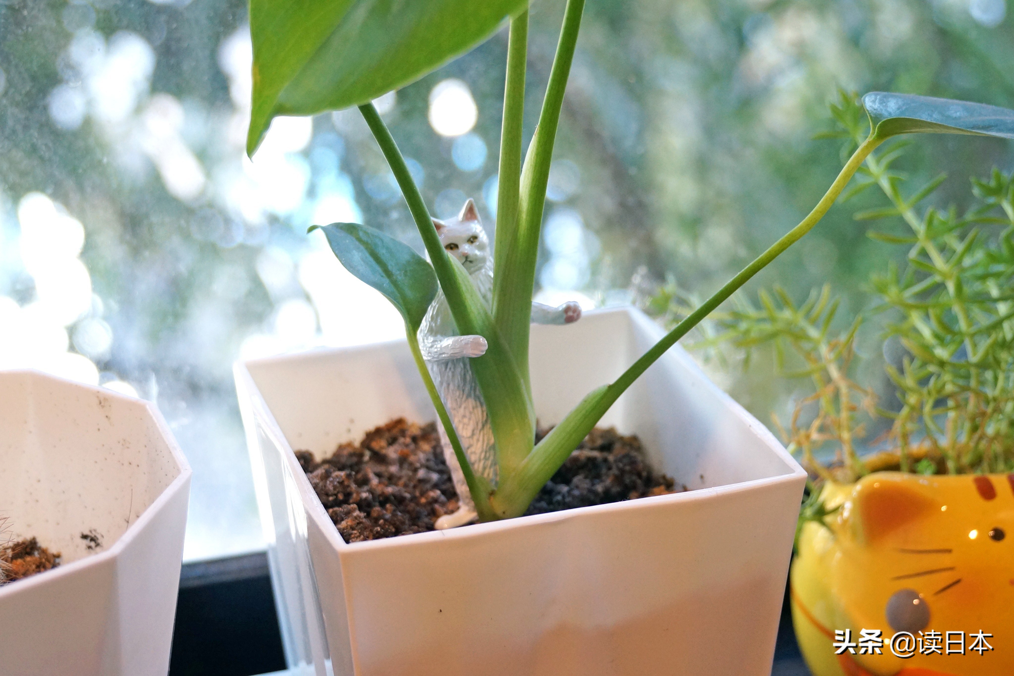 沙雕手办日本小哥,日本沙雕手办小哥哥