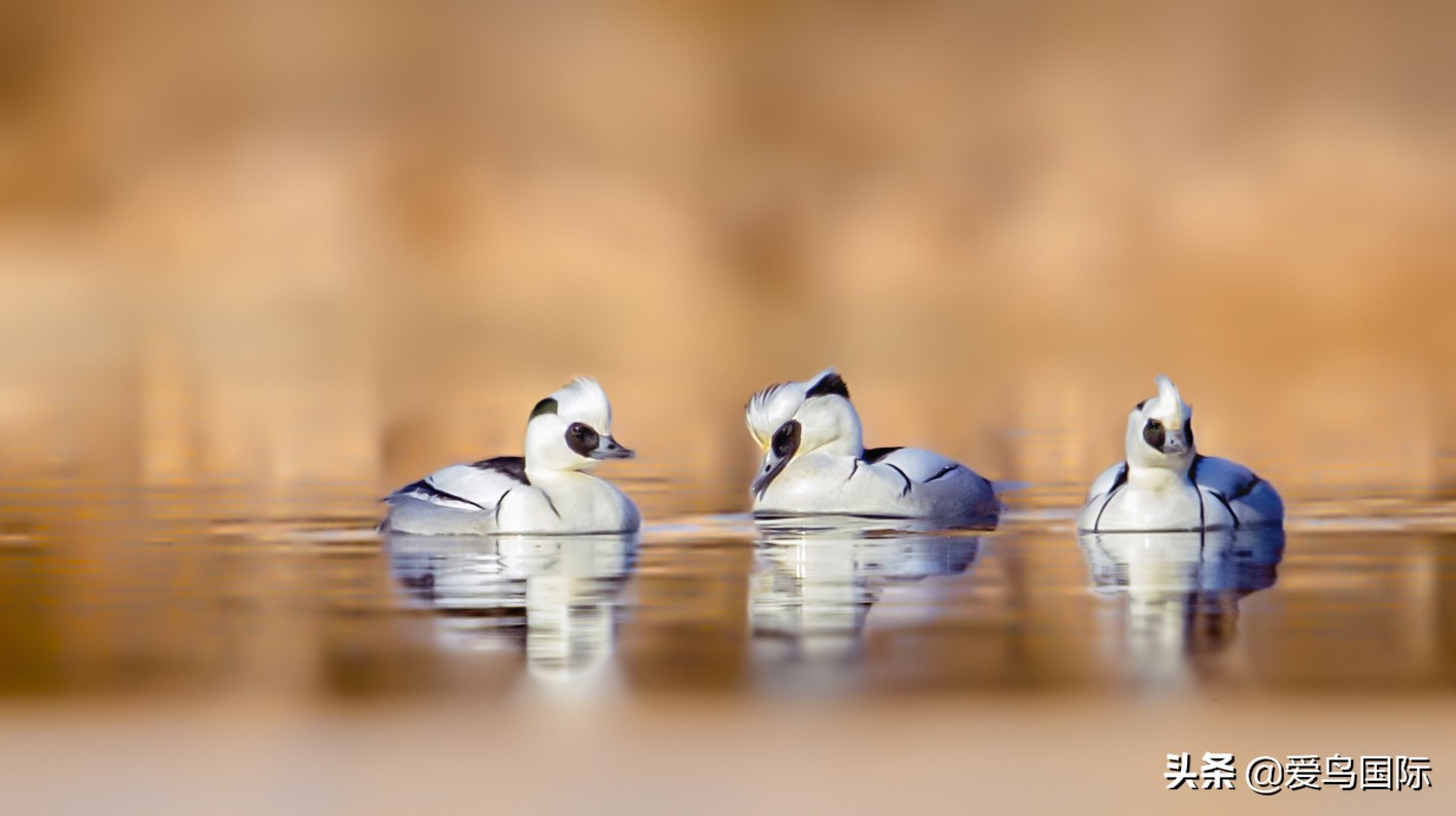 鸟类最好看的照片,100张绝美鸟类图片