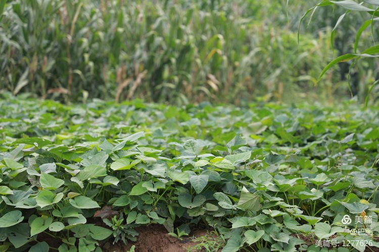 末伏偃师怀旧行,访古春秋时期滑国故城,探幽西天取经唐僧寺