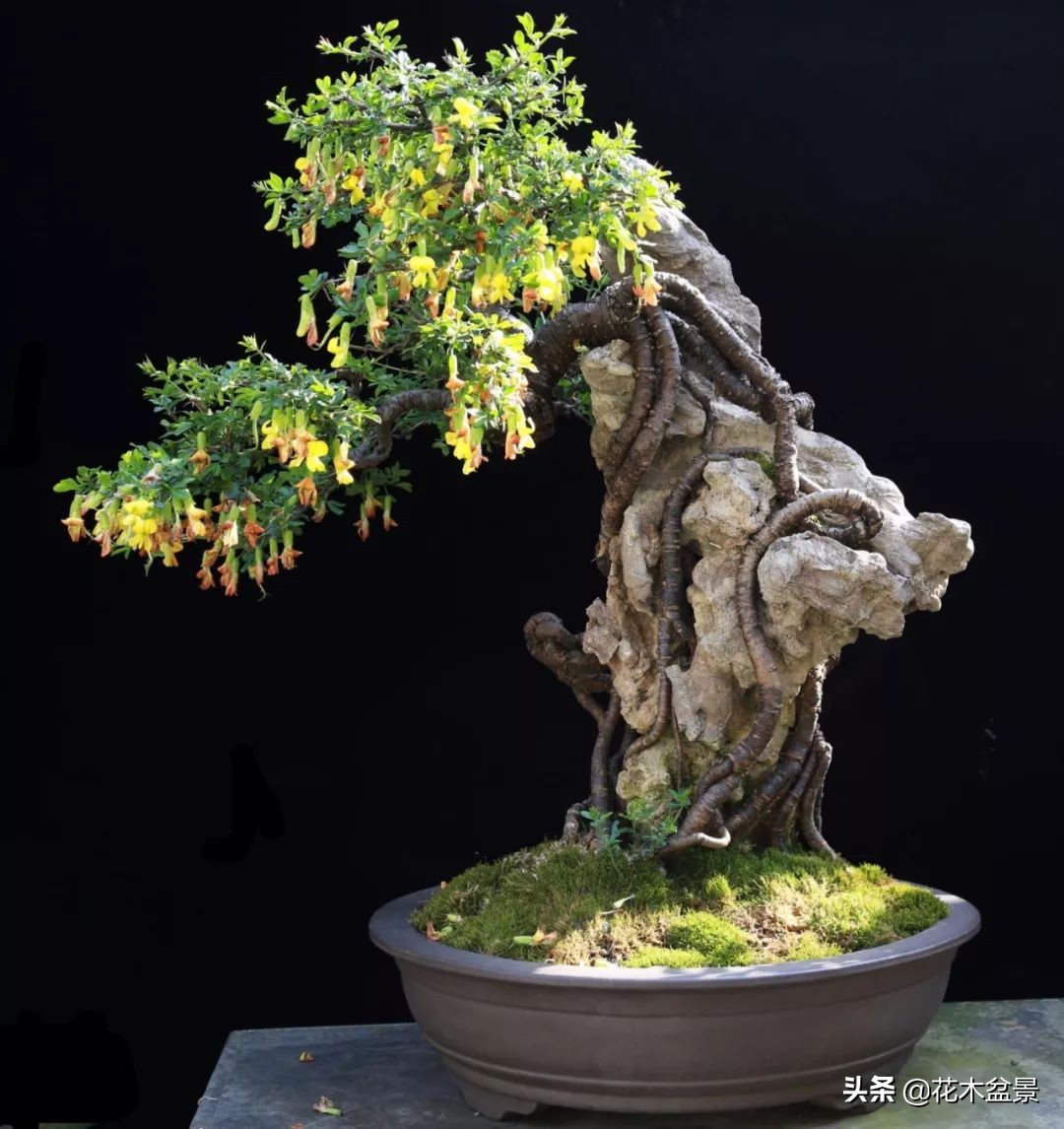 茶桌上养什么盆景植物,最好养的盆景植物推荐