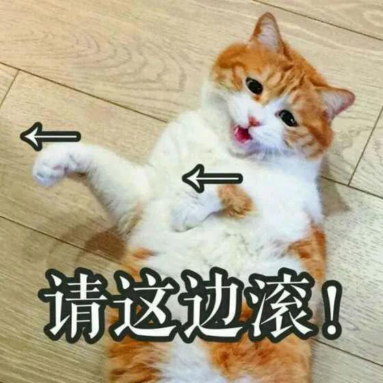 “煮了几天饭后,我在米缸里挖到了猫屎...”