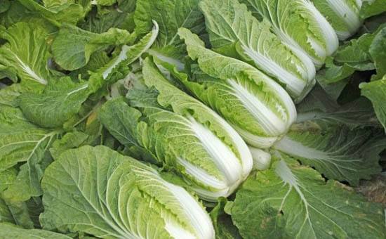 大白菜白斑病怎么消除,大白菜白斑病严重图