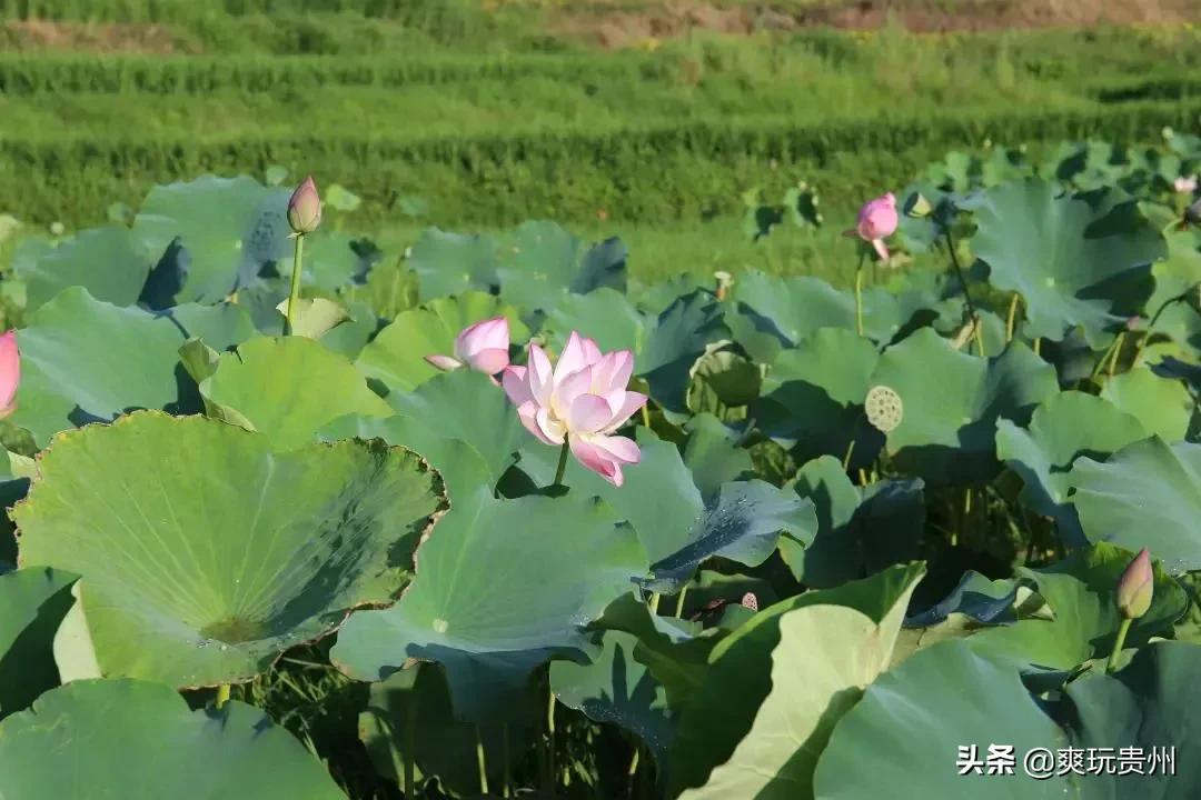 荔波洪江艺术村介绍,荔波洪江村开发区