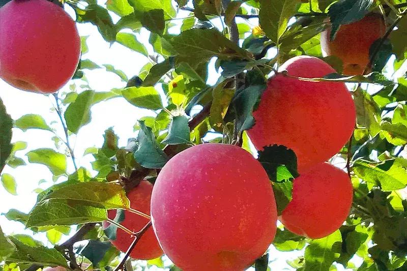 国家认证！*疆新**又一城市成为“中国天然氧吧”，大自然“空调房”就在……