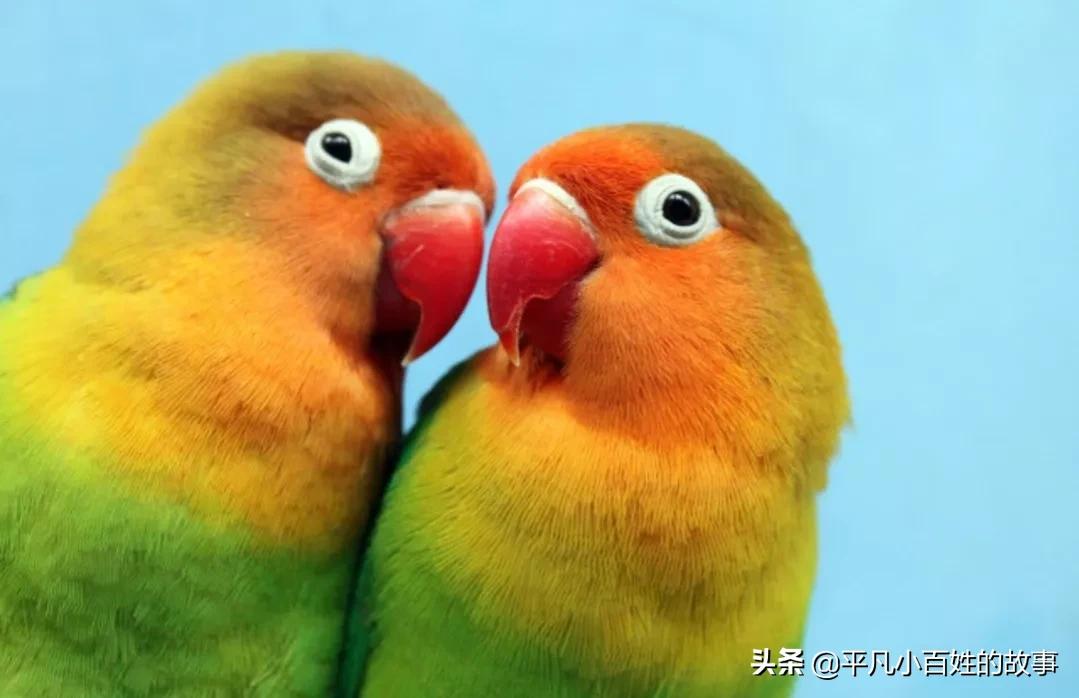 上门女婿就不该对父母有孝心吗,上门女婿不好当处处都得忍着