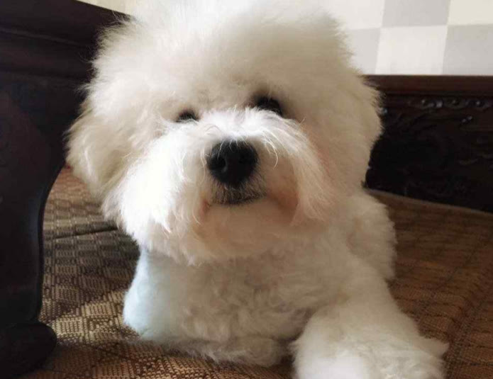 比熊不怎么吃狗粮是什么原因,比熊不吃狗粮怎么回事