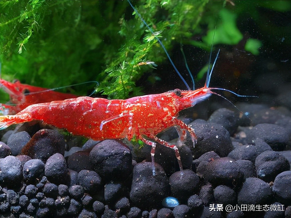 宠物虾简单养殖,虾类宠物观赏