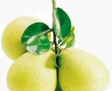 沙田柚种植管理技术,沙田柚有什么特征