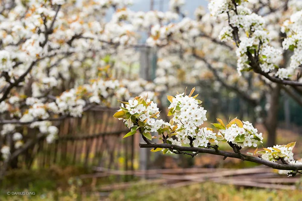 苏州赏花推荐景点有哪些,苏州赏花踏青攻略