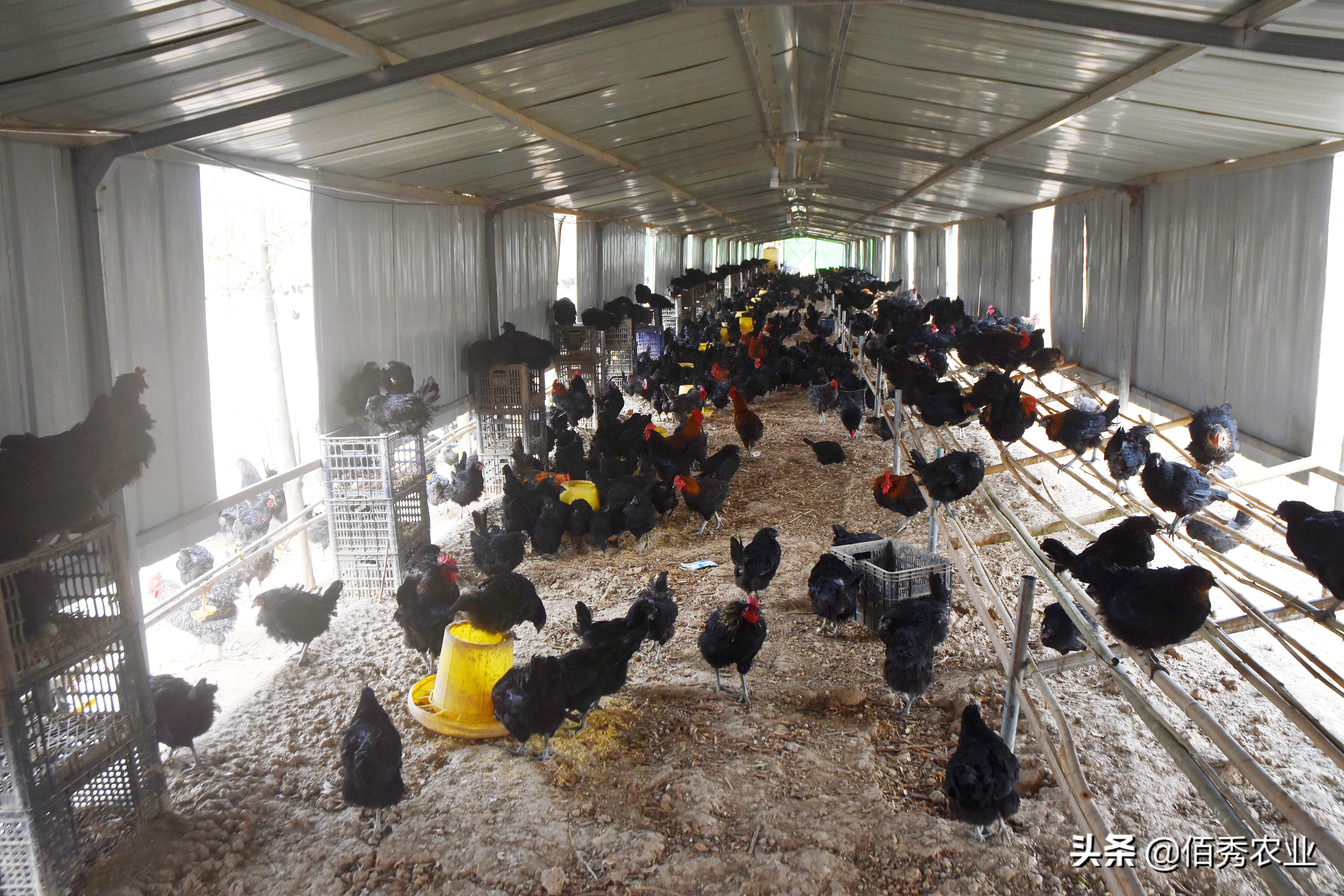 有没有大型养殖公司找农户合作的,有正规的合作养鸡包回收的公司吗