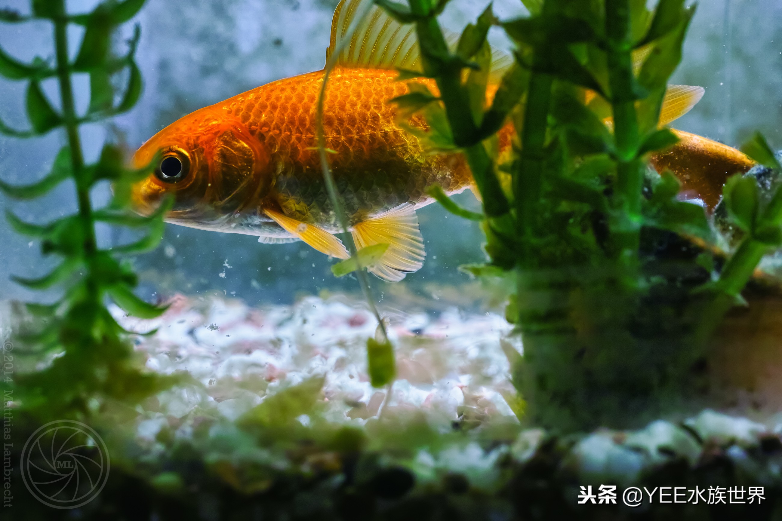 给鱼治病老是动怎么办,鱼外寄如何处理