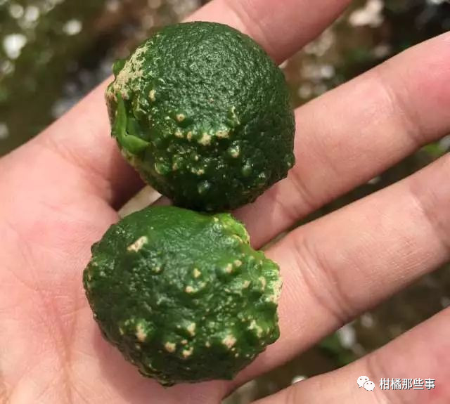 安徽柑橘保花保果的措施有哪些,丰收期柑橘促梢和保果必看