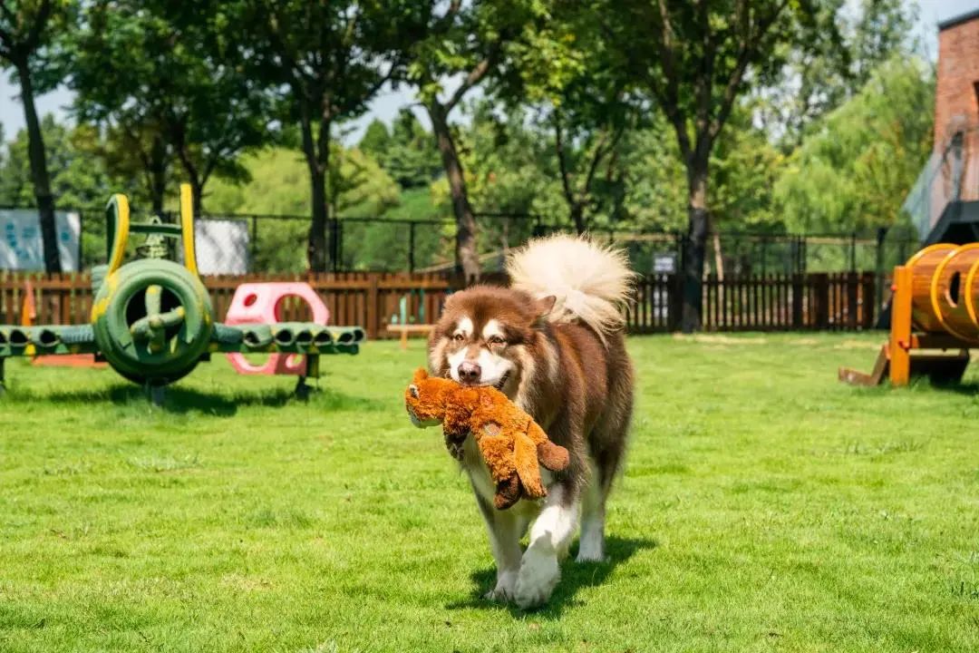 2022年上海遛狗圣地,2021上海遛狗圣地