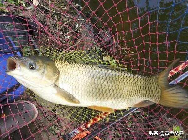 野钓草鱼如何选择钓点,如何钓草鱼最佳钓法