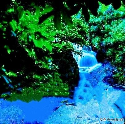 海丰公平西坑绿茶,海丰西坑茶叶