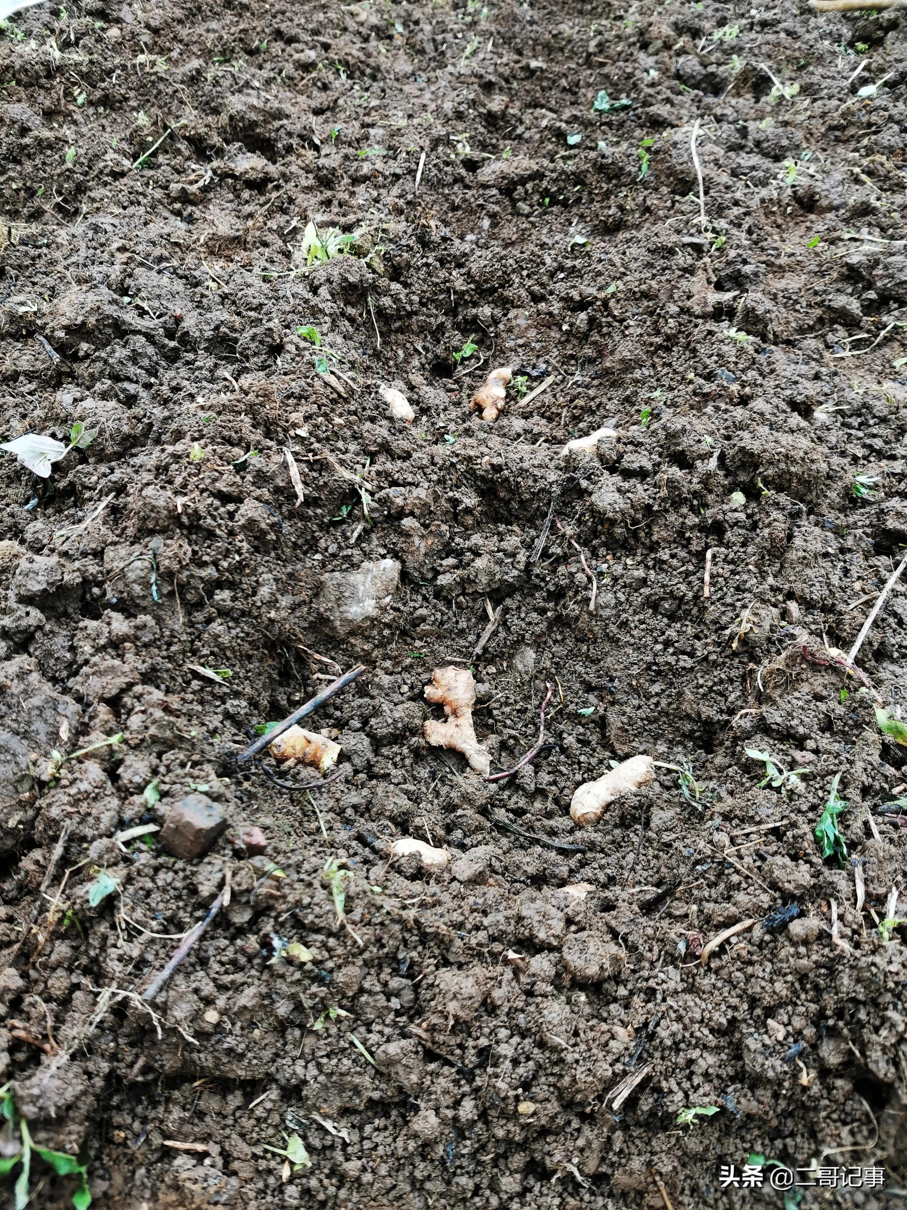 生姜苗发黄枯死怎么治,种生姜切开变黑是怎么回事