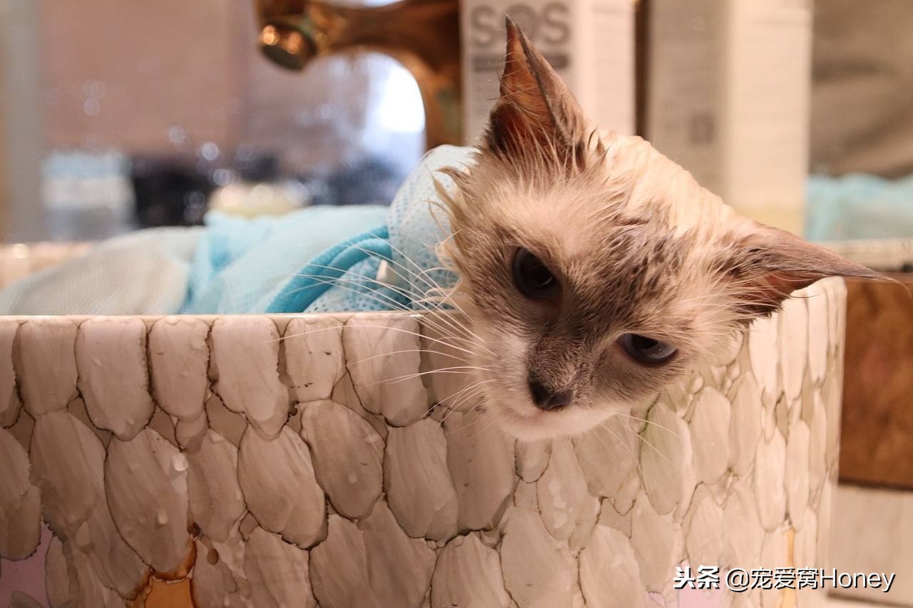 三种适合猫咪的洗浴方式，用过后不用担心它不爱洗澡了