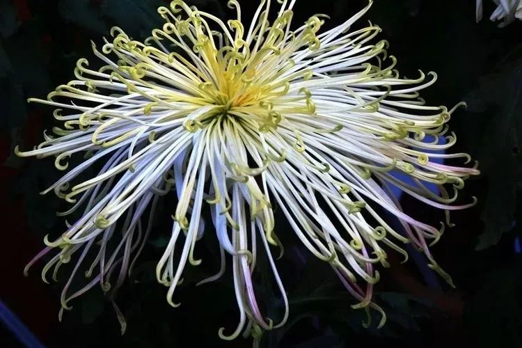 花中四君子菊花,花中四君子菊花的简介