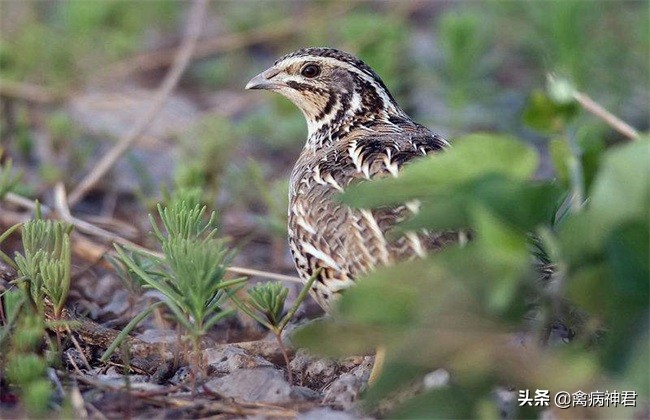 鹌鹑疾病大全图文,鹌鹑常见病和常用药